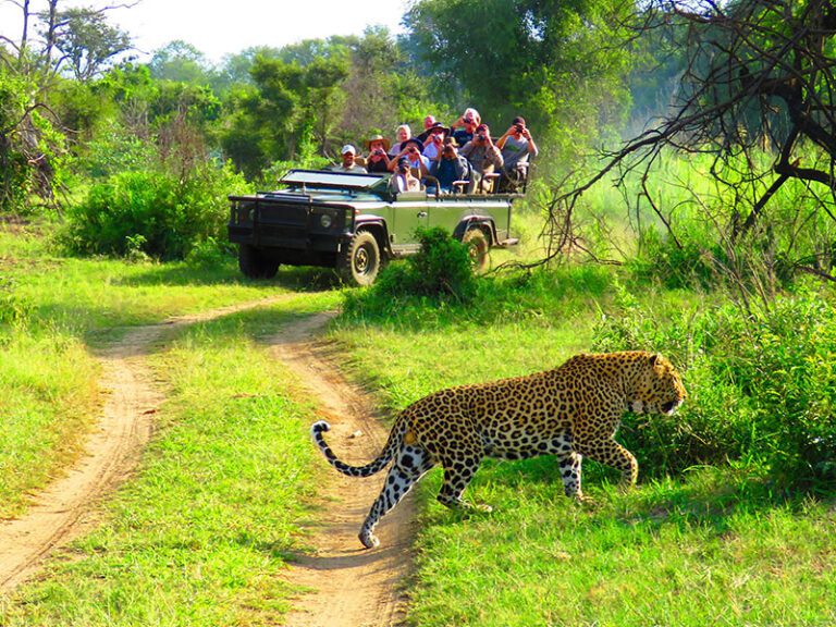 Safari-with-leopard-makutsi-safari-springs