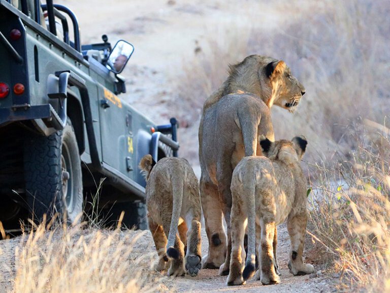 lion-pride-on-safari-makutsi-safari-springs