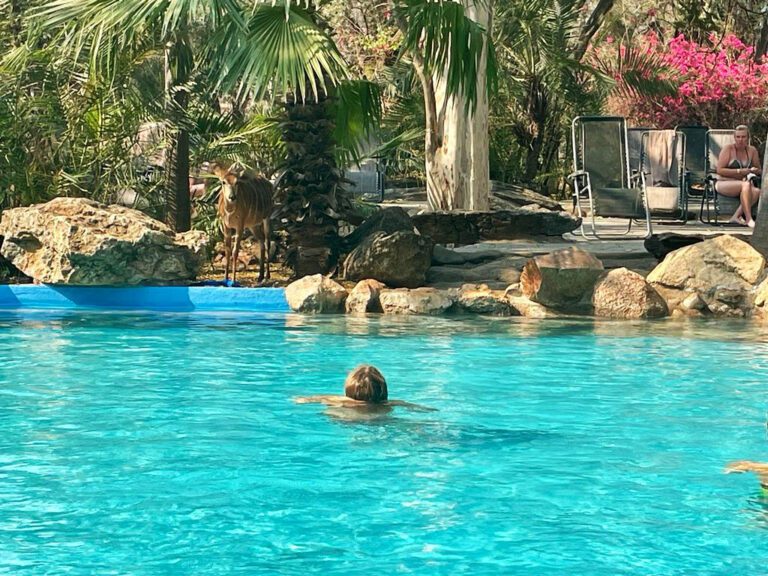 outdoor-pool-makutsi-safari-springs