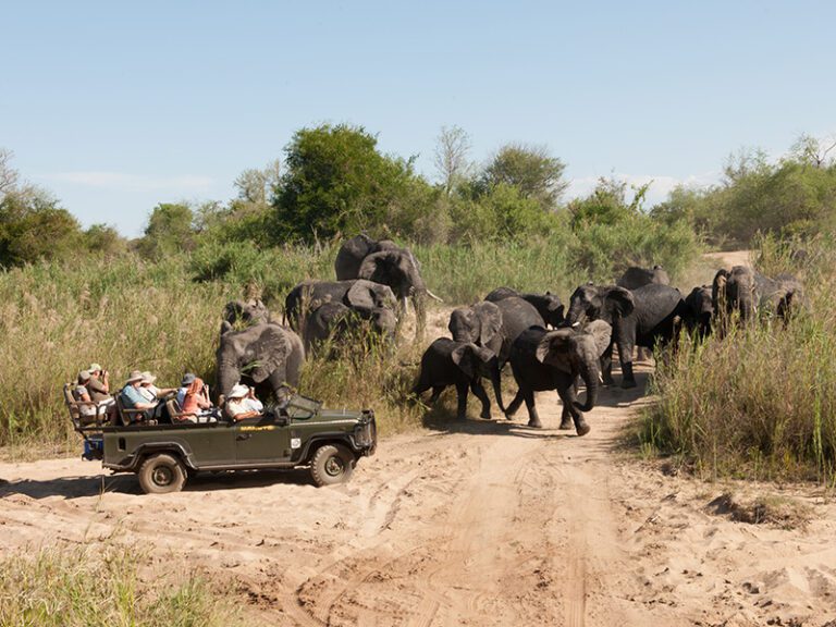 safari-with-elephant-herd-makutsi-safari-springs