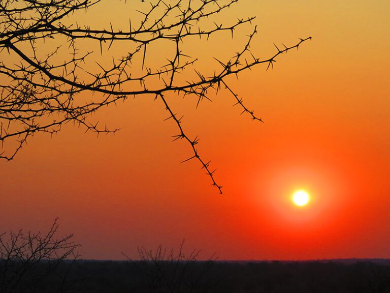 acacia-tree-sunset-makutsi-safari-springs