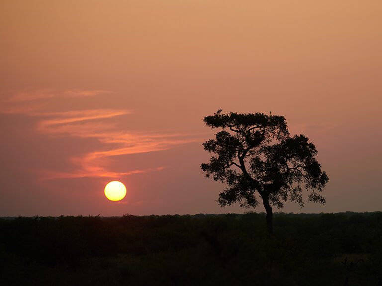 safari-african-sunset-makutsi-safari-springs