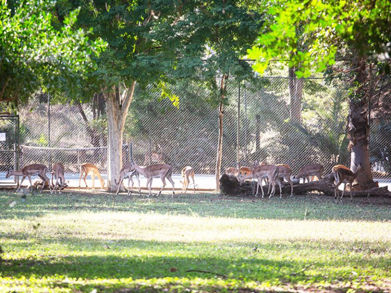 tenniscourt-makutsi-safari-springs