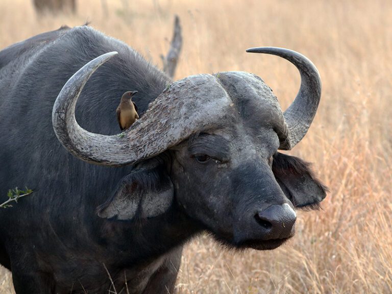 buffalo-makutsi-safari-springs