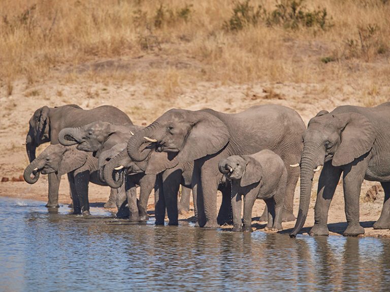 elephant-herd-drinking-makutsi-safari-springs