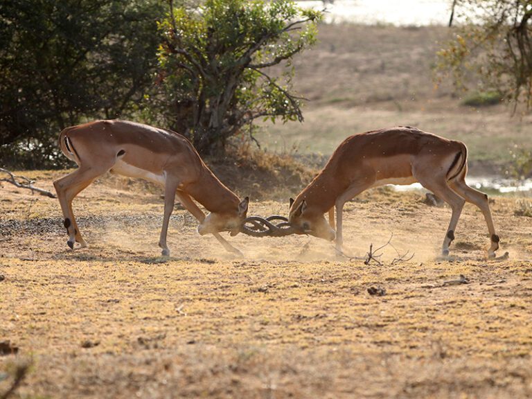 impala-fight-makutsi-safari-springs