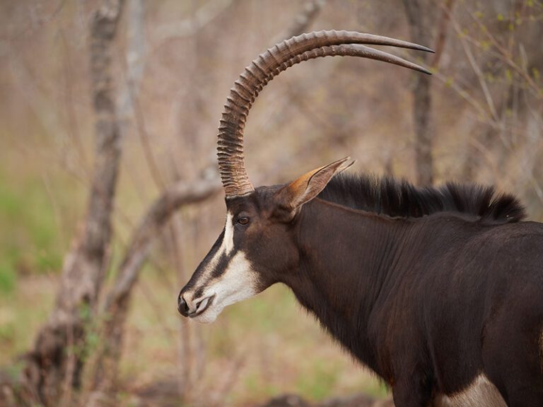 sable-horns-makutsi-safari-springs