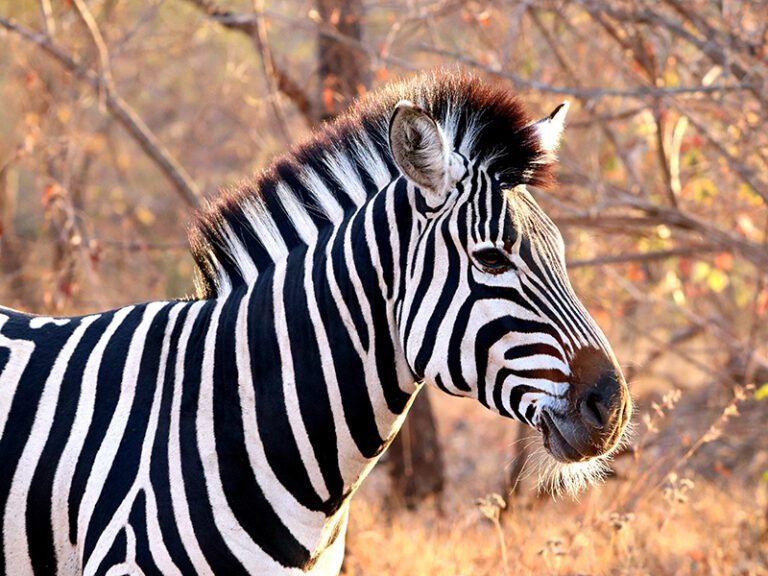 zebra-on-safari-makutsi-safari-springs