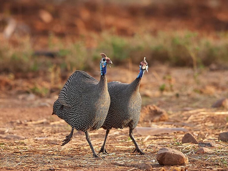 Makutsi guineafowl