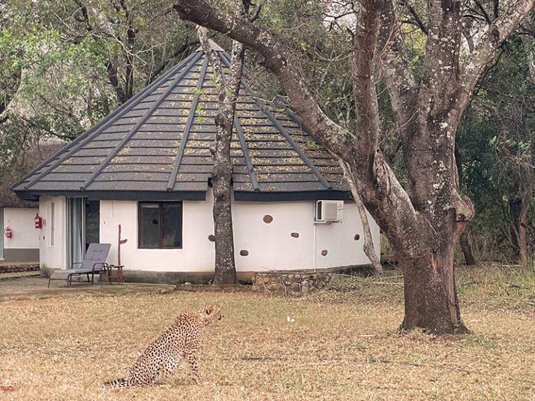 cheetah-in-camp-makutsi-safari-springs